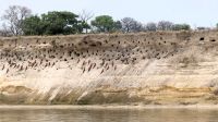 Namibia - Nester der Scharlachspinte