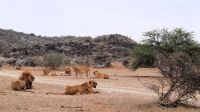 Namibia - Okonjati Wildreservat - Pirschfahrt