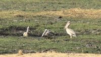 Namibia - Pelikane am Okavango