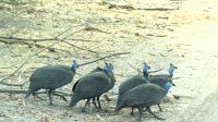 Namibia - Perlhühner