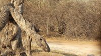 Namibia - Pirschfahrt im Buffalo Game Reserve - Baumechse