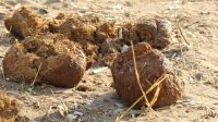 Namibia - Pirschfahrt im Buffalo Game Reserve - Elefantendung