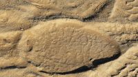 Namibia - Pirschfahrt im Buffalo Game Reserve - Elefantenspur