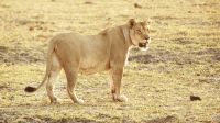 Namibia - Pirschfahrt im Buffalo Game Reserve -Löwin