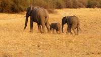 Namibia - Pirschfahrt im Buffalo Game Reserve 