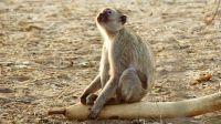 Namibia - Pirschfahrt im Buffalo Game Reserve 
