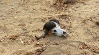 Namibia - Pirschfahrt im Buffalo Game Reserve