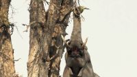 Namibia - Pirschfahrt im Buffalo Park - Amarula-Elefant