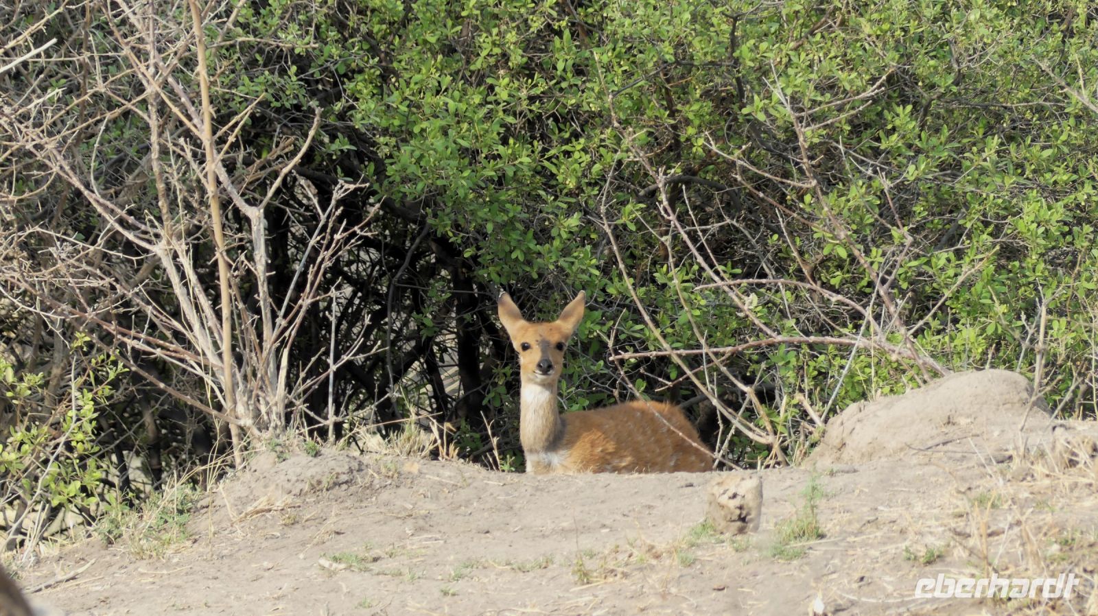 Namibia - Pirschfahrt im Buffalo Park - Buschbock