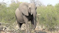 Namibia - Pirschfahrt im Buffalo Park