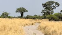Namibia - Pirschfahrt im Buffalo Park