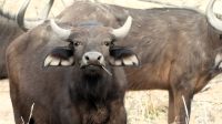 Namibia - Pirschfahrt im Bwabwata Nationalpark - Büffel