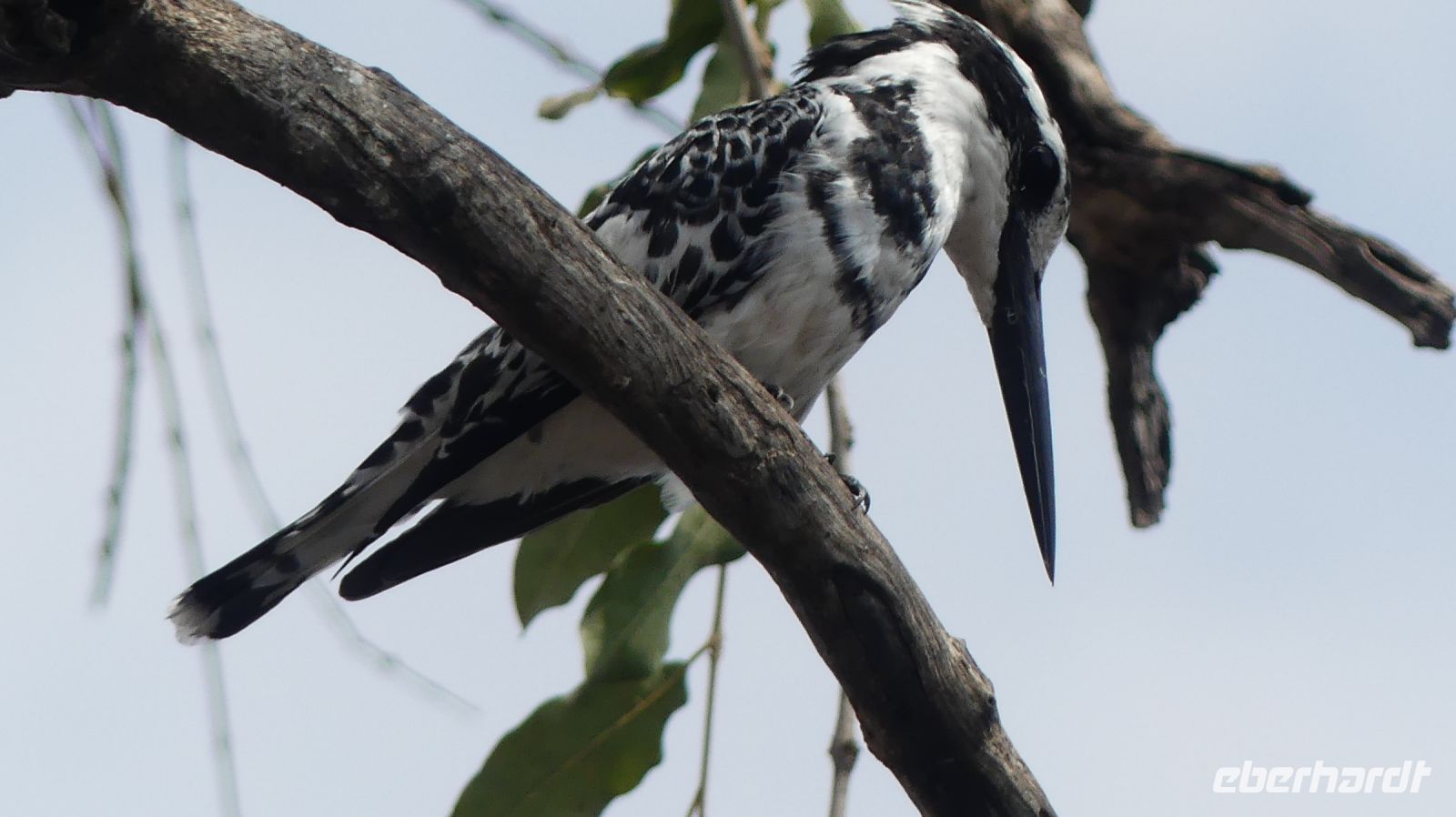 Namibia - Pirschfahrt im Bwabwata Nationalpark - Grey Fisher