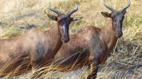 Namibia - Pirschfahrt im Bwabwata Nationalpark - Leierantilope