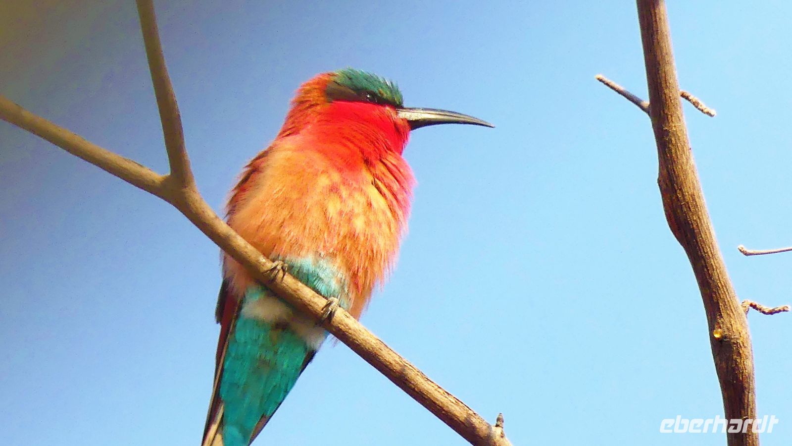 Namibia - Pirschfahrt im Bwabwata Nationalpark - Scharlachspint