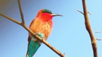Namibia - Pirschfahrt im Bwabwata Nationalpark - Scharlachspint