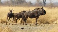 Namibia - Pirschfahrt im Bwabwata Nationalpark - Streifengnu