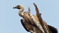 Namibia - Pirschfahrt im Bwabwata Nationalpark - Weißrückengeier