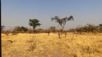 Namibia - Pirschfahrt im Bwabwata Nationalpark 