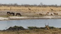 Namibia - Pirschfahrt im Bwabwata Nationalpark 