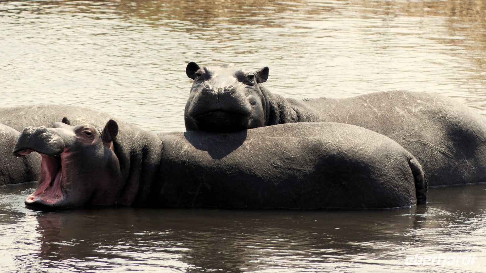 Namibia - Pirschfahrt im Bwabwata Nationalpark