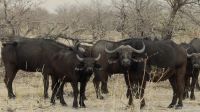 Namibia - Pirschfahrt im Bwabwata Nationalpark