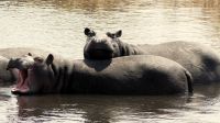 Namibia - Pirschfahrt im Bwabwata Nationalpark