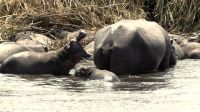Namibia - Pirschfahrt im Bwabwata Nationalpark