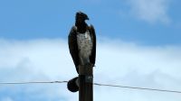 Namibia - Pirschfahrt im Etosha - Kampfadler