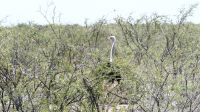 Namibia - Pirschfahrt im Etosha - Strauß