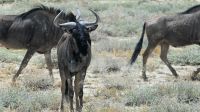 Namibia - Pirschfahrt im Etosha - Streifengnus