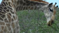Namibia - Pirschfahrt im Etosha