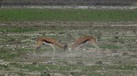 Namibia - Pirschfahrt im Etosha