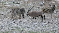 Namibia - Pirschfahrt im Etosha