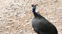 Namibia - Pirschfahrt im Etosha