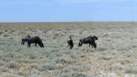 Namibia - Pirschfahrt im Etosha