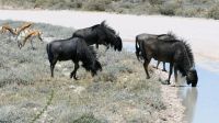 Namibia - Pirschfahrt im Etosha