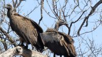 Namibia - Pirschfahrt im Mudumu Nationalpark - Geierbaum