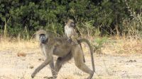 Namibia - Pirschfahrt im Mudumu Nationalpark - Mama Pavian