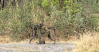 Namibia - Pirschfahrt im Mudumu Nationalpark - Mama Pavian
