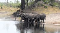 Namibia - Pirschfahrt im Mudumu Nationalpark - am Kwando
