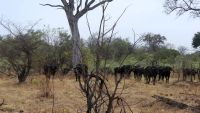 Namibia - Pirschfahrt im Mudumu Nationalpark