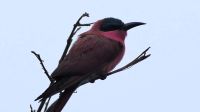 Namibia - Pirschfahrt im Mudumu Nationalpark