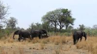 Namibia - Pirschfahrt im Mudumu Nationalpark