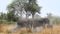 Namibia - Pirschfahrt im Mudumu Nationalpark