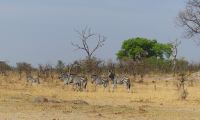 Namibia - Pirschfahrt im Mudumu Nationalpark