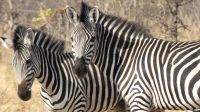 Namibia - Pirschfahrt im Mudumu Nationalpark