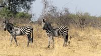 Namibia - Pirschfahrt im Mudumu Nationalpark