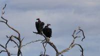 Namibia - Pirschfahrt im Okonjati-Wildreservat - Geierbaum