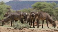 Namibia - Pirschfahrt im Okonjati-Wildreservat